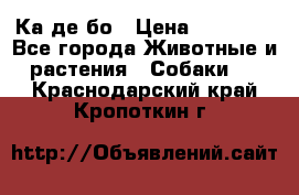 Ка де бо › Цена ­ 25 000 - Все города Животные и растения » Собаки   . Краснодарский край,Кропоткин г.